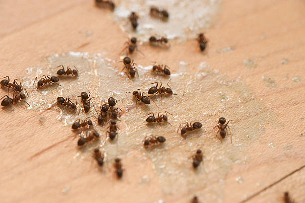 Ottawa Hills, OH Pest Control Company
