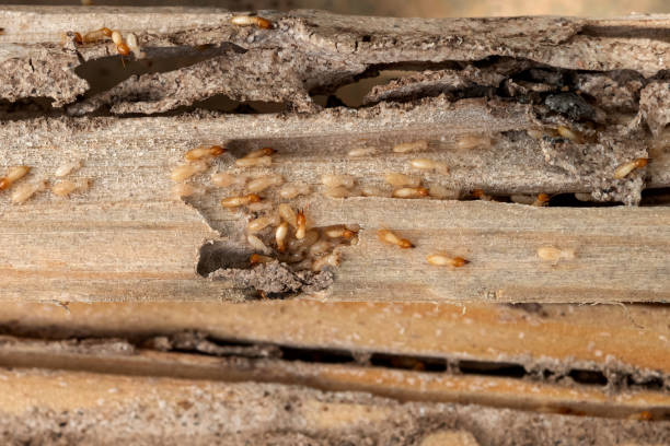 Pest Control Cost in Ottawa Hills, OH